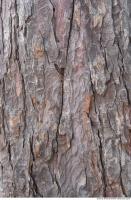 wood tree bark 0001